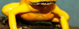 Golden-poison-frog