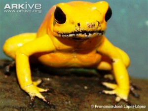 Golden-poison-frog